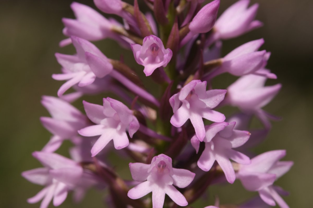 Ultime orchidee per quest''anno - Dalla Grecia con passione